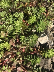 Sedum ternatum