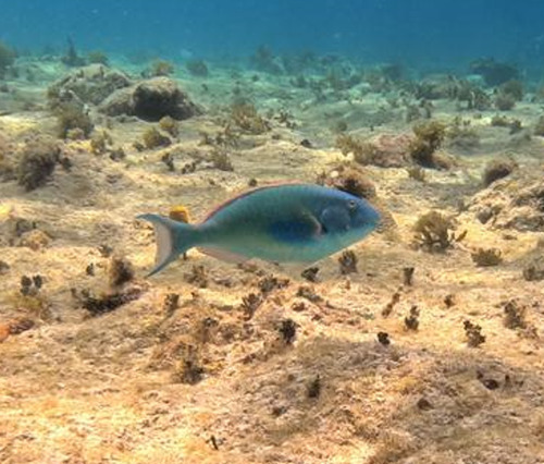 Sparisoma chrysopterum