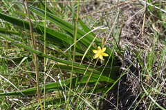 Hypoxis villosa