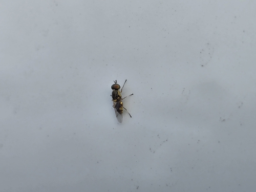 Unknown species found near Ontario, CA 91710, USA