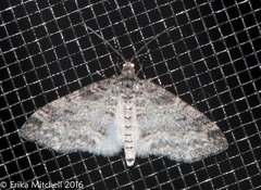 Lobophora nivigerata