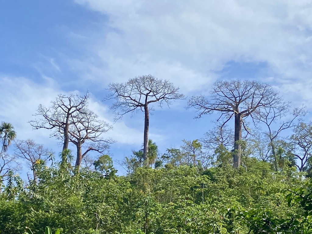 Kano's Tree canoe tree in February 2026 by Dan Sandri · iNaturalist