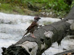 Passer montanus
