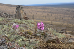 Pedicularis alopecuroides