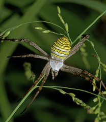 Argiope magnifica