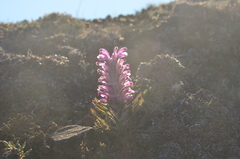 Pedicularis alopecuroides