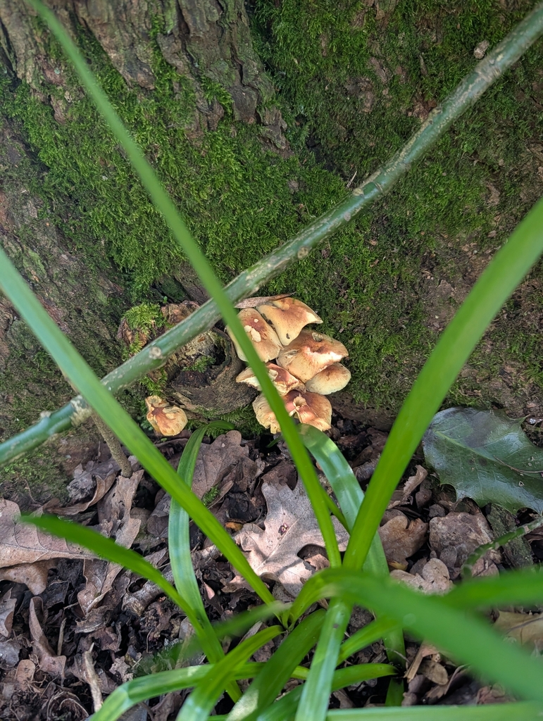 Hypholoma fasciculare · March 2026 · photo: © heather-hyfae (iNaturalist, cc-by)