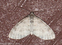 Lobophora nivigerata