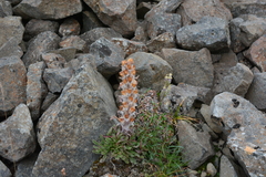 Pedicularis alopecuroides
