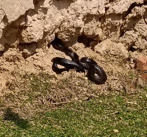 Monocled Cobra
