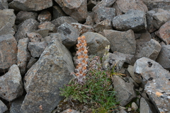 Pedicularis alopecuroides