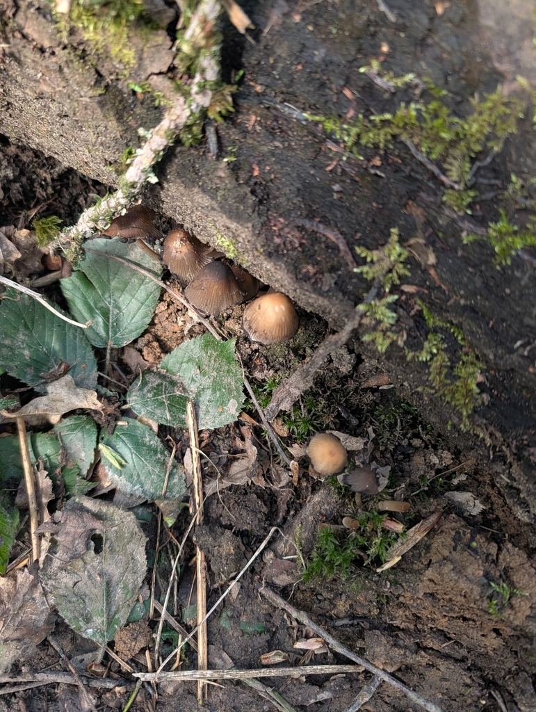 Micacei · March 2026 · photo: © heather-hyfae (iNaturalist, cc-by)