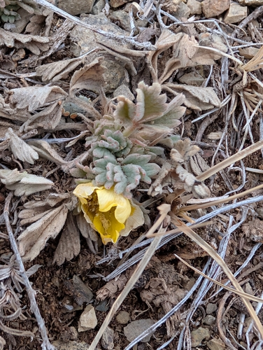 Potentilla