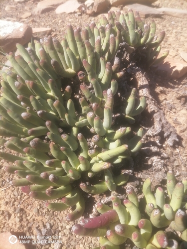 Cylindrophyllum calamiforme