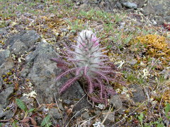 Pedicularis alopecuroides