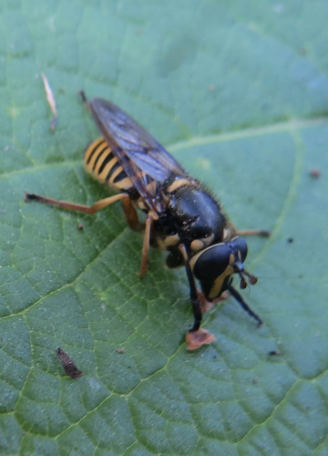 Unknown species found near San Mateo County, CA, USA