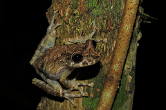 Scinax littoralis