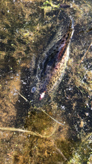 Synodontis eupterus