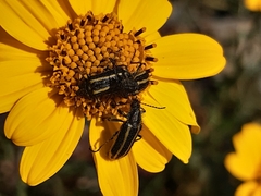 Astylus vittaticollis