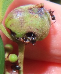 Atopomyrmex mocquerysi