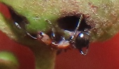 Atopomyrmex mocquerysi