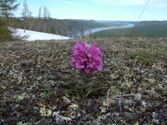Pedicularis alopecuroides