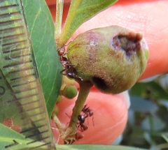 Atopomyrmex mocquerysi