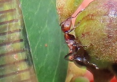 Atopomyrmex mocquerysi