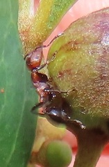 Atopomyrmex mocquerysi