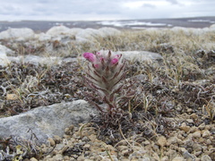 Pedicularis alopecuroides