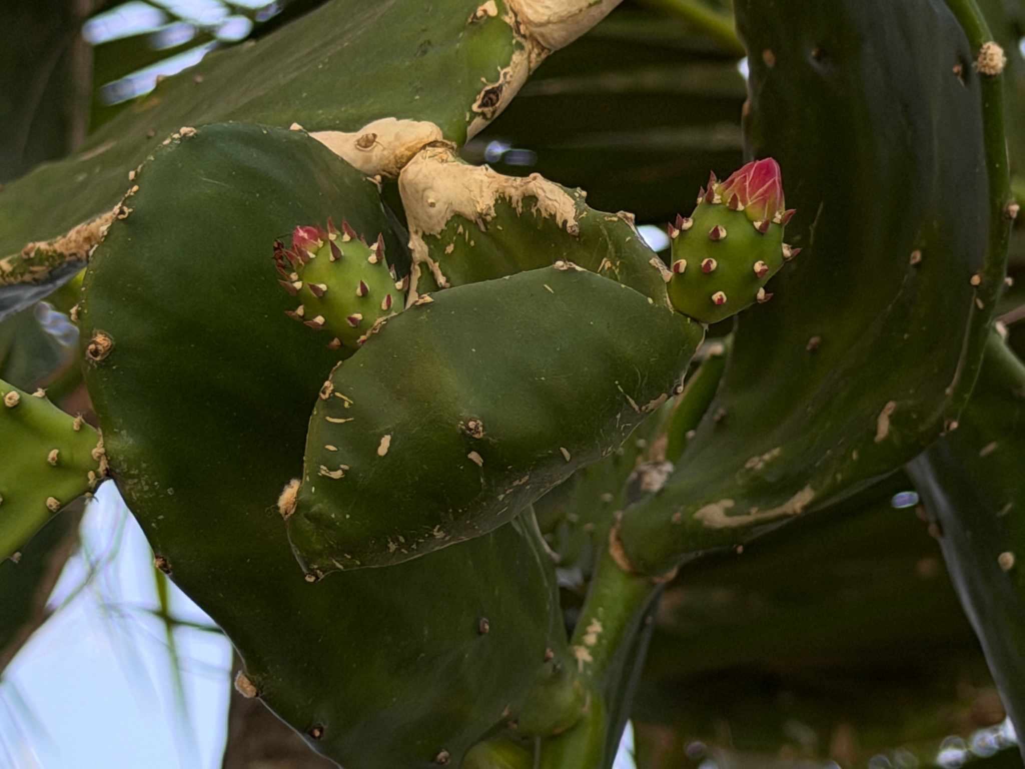 Cochineal Nopal Cactus (Opuntia cochenillifera)