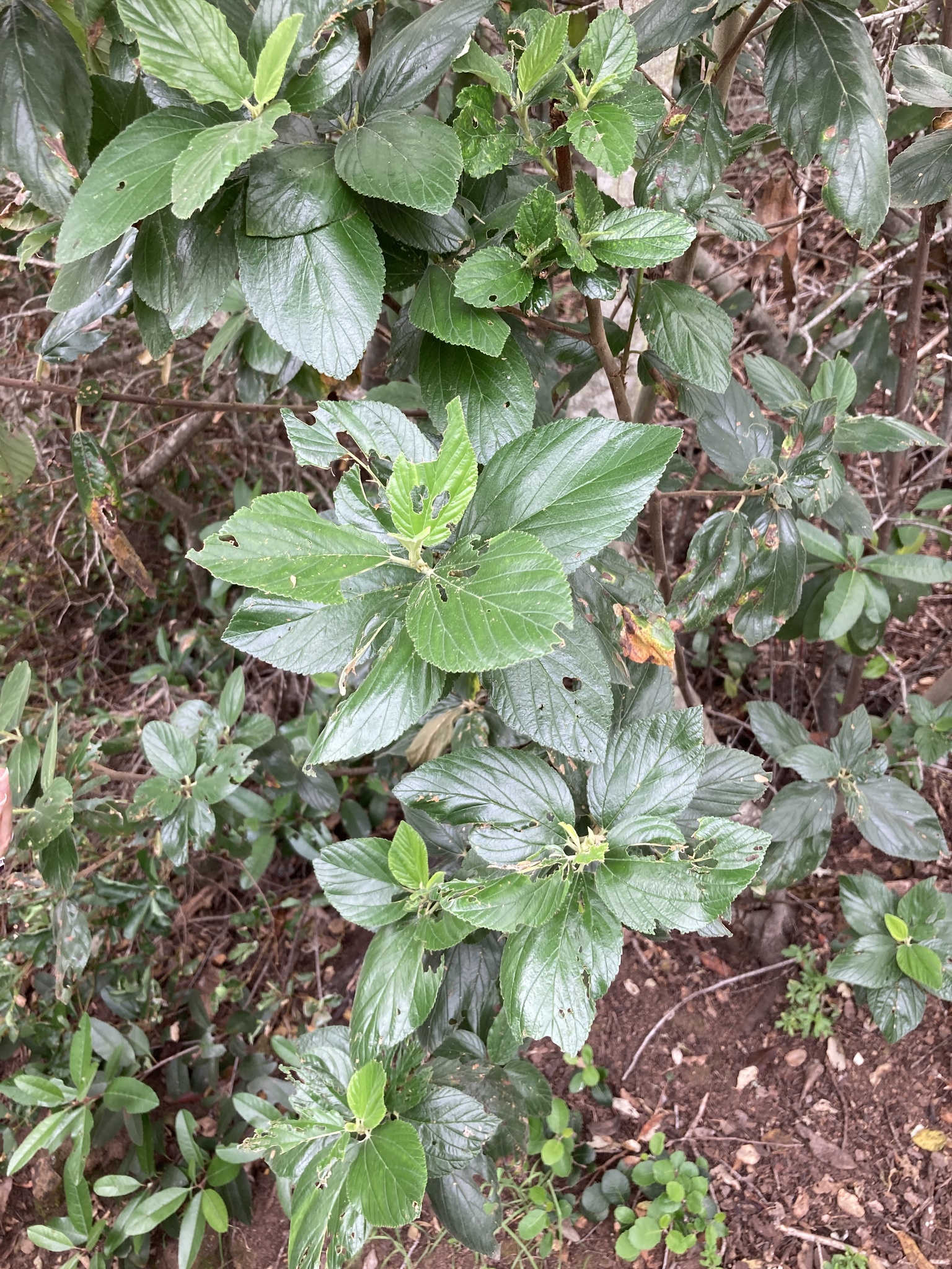 Feltleaf Ceanothus (Ceanothus arboreus)