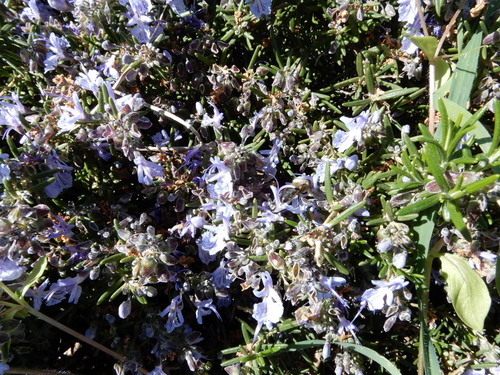 Avistamiento Salvia rosmarinus