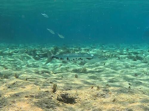 Sphyraena barracuda