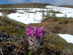 Pedicularis alopecuroides