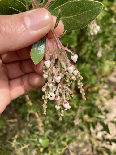 island manzanita (Arctostaphylos insularis)