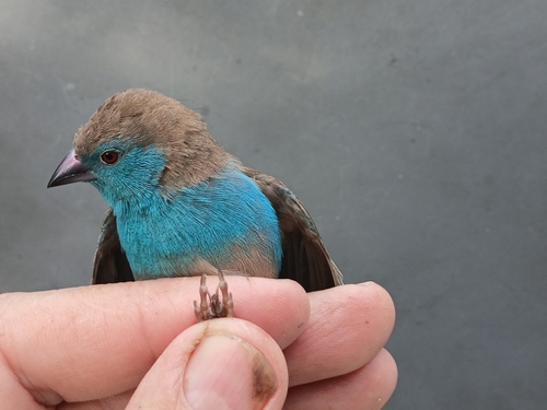 Southern Cordonbleu
