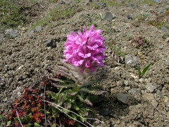 Pedicularis alopecuroides
