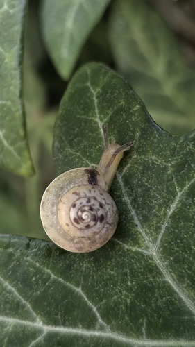 Hygromia cinctella