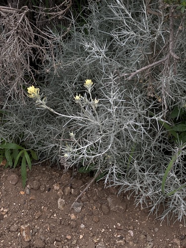 island paintbrush (Castilleja hololeuca)