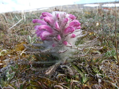 Pedicularis alopecuroides