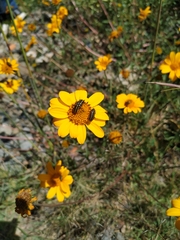 Astylus vittaticollis