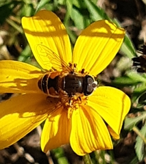 Eristalis bogotensis
