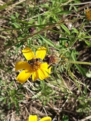 Eristalis bogotensis