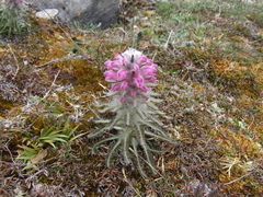Pedicularis alopecuroides