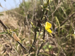 Crotalaria bialata