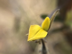 Crotalaria bialata
