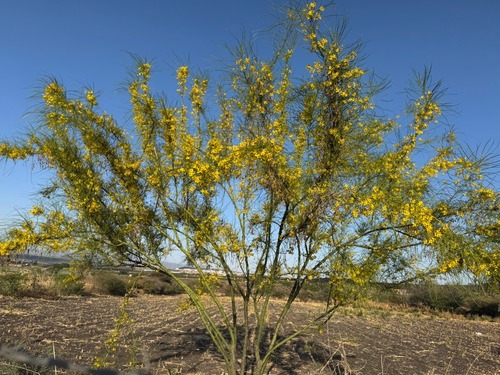 Mexican palo verde