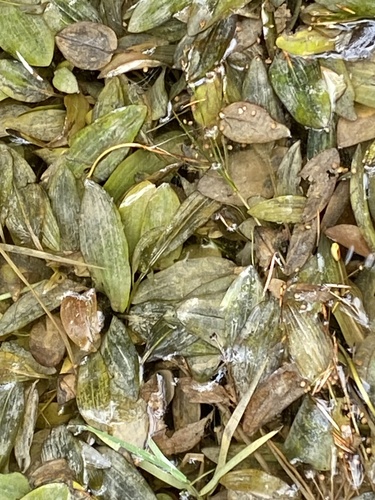 Fen Pondweed (Potamogeton coloratus)