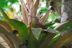 Xiphocolaptes promeropirhynchus